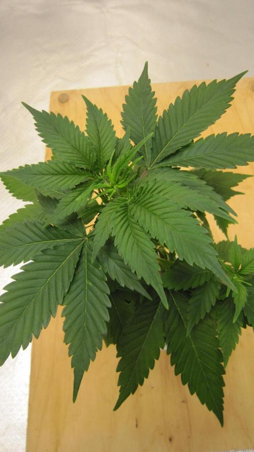 M.A.C.-Sensible Seeds-Premium Selection. Week 4 - Top view.