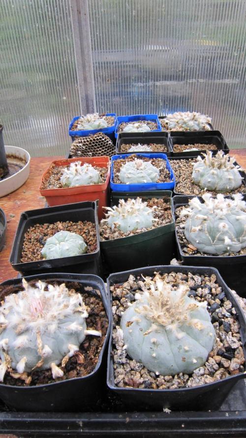 M.A.C.-Sensible Seeds-Premium Selection. Week 4 - Almost a full tray. Some are 20 years old. That's a paper wasp nest. 