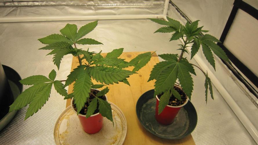 Gorilla Gelato - Ganja Seeds. Week 3 - Gorilla Gelato - 2 Seedlings growing.