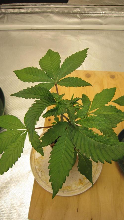 Gorilla Gelato - Ganja Seeds. Week 3 - Plant #1 - Has some mutation going on