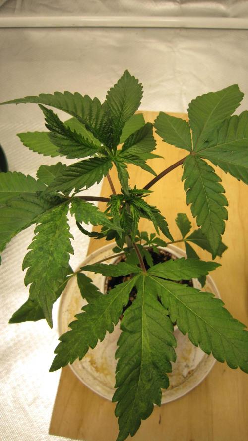 Gorilla Gelato - Ganja Seeds. Week 3 - Plant #1 - Not quite sure what it is... Do you know?