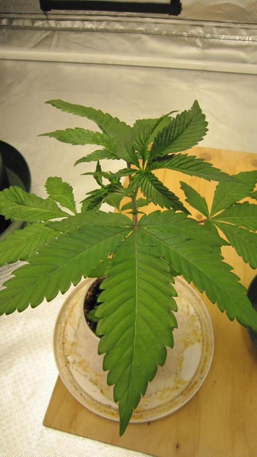 Gorilla Gelato - Ganja Seeds. Week 3 - Plant #1 - It only affects 1 side of the plant