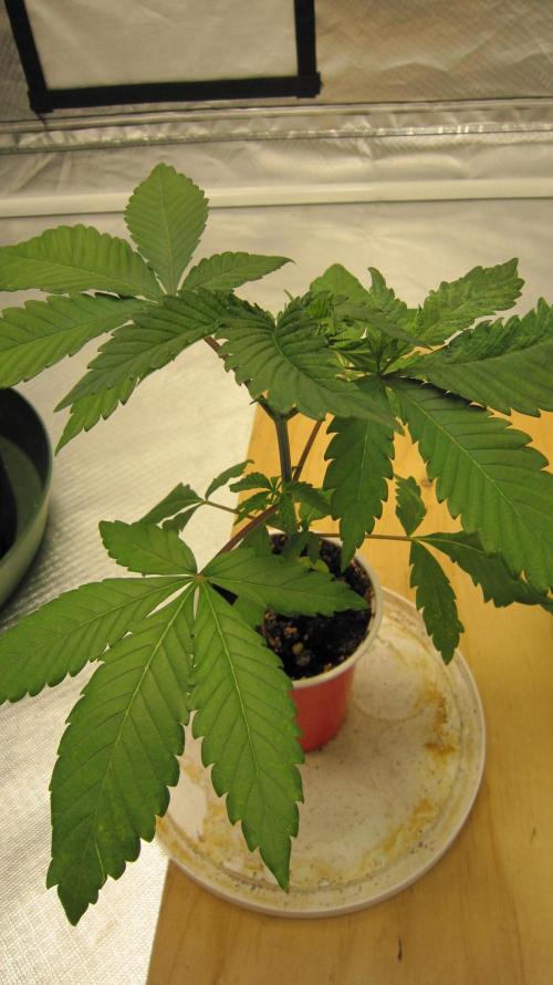 Gorilla Gelato - Ganja Seeds. Week 3 - Plant #1 - This side of the plant looks good