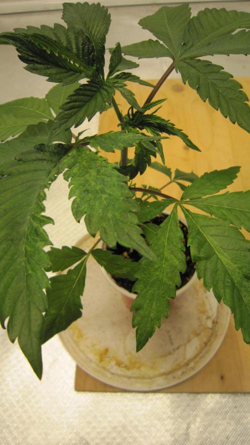 Gorilla Gelato - Ganja Seeds. Week 3 - Plant #1 - In my experience, the plant usually out grows it by the 3rd leaf set?