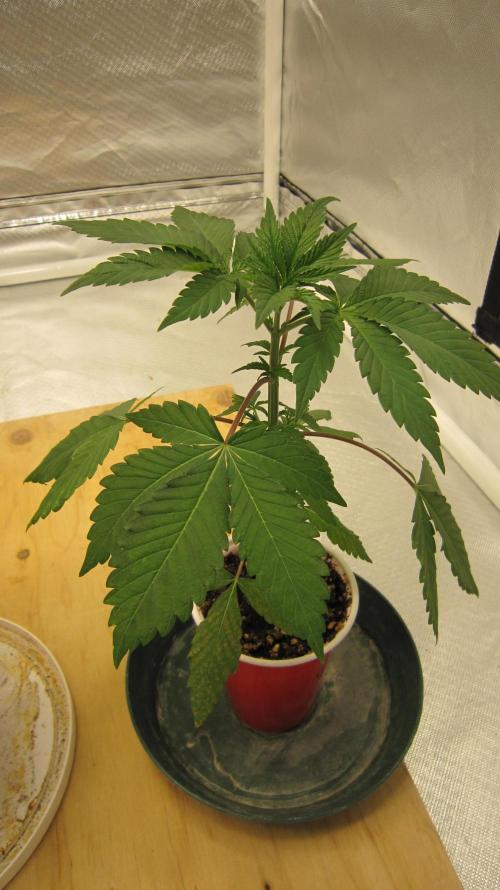 Gorilla Gelato - Ganja Seeds. Week 3 - Plant #2 - Looks good