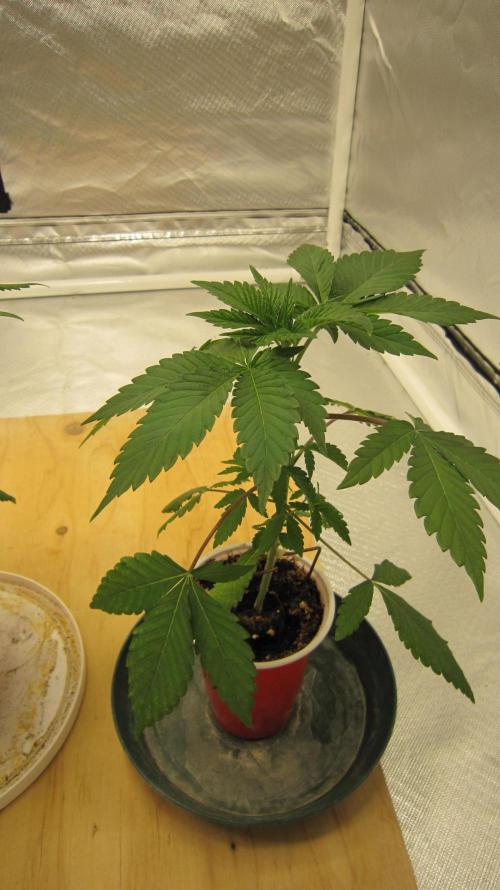Gorilla Gelato - Ganja Seeds. Week 3 - Plant #2 - No problems here.