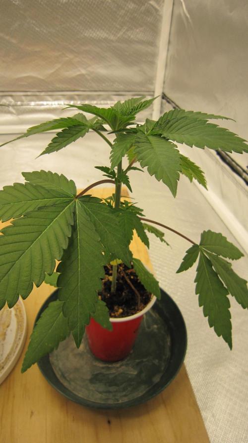 Gorilla Gelato - Ganja Seeds. Week 3 - Plant #2 - Might have to top her soon. She seems to be a taller plant