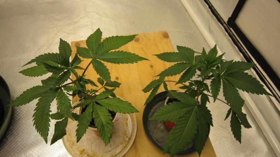 Gorilla Gelato - Ganja Seeds. Week 3 - Pair Shot