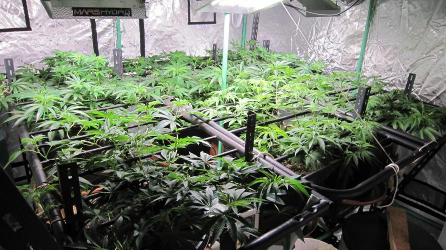 Runtz Mintz Cream by SnowShoe Joe. Week 12 - Facing Southeast