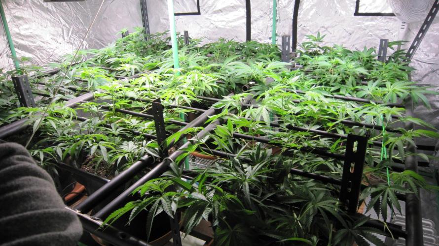 Runtz Mintz Cream by SnowShoe Joe. Week 12 - Facing Southeast