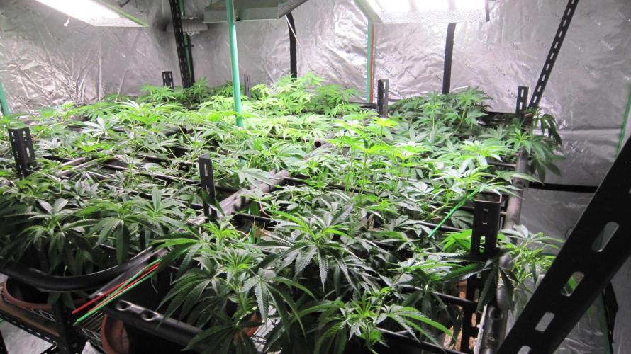 Runtz Mintz Cream by SnowShoe Joe. Week 12 - Facing Northwest
