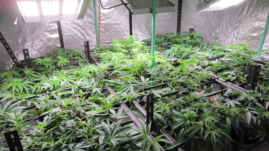Runtz Mintz Cream by SnowShoe Joe. Week 12 - Facing Northeast.