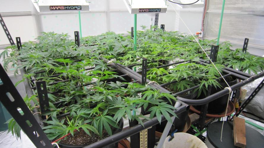 Runtz Mintz Cream by SnowShoe Joe. Week 12 - Tent is open now... Facing Southwest