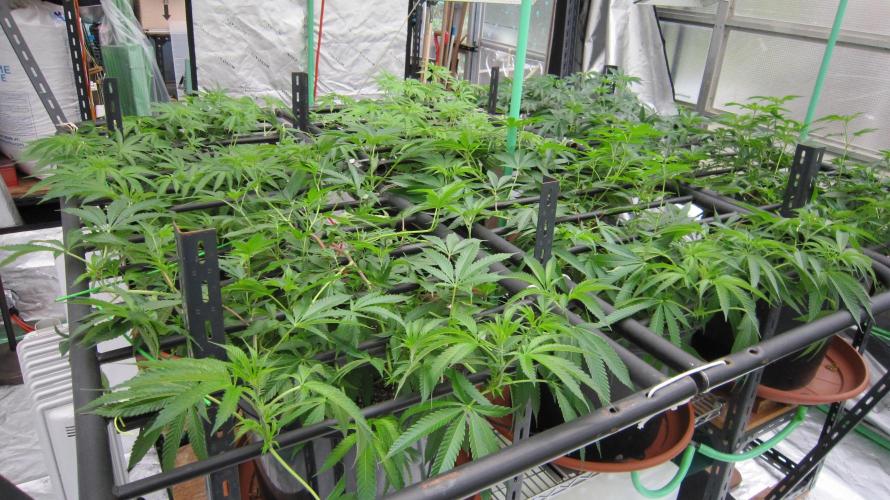 Runtz Mintz Cream by SnowShoe Joe. Week 12 - Facing Northeast