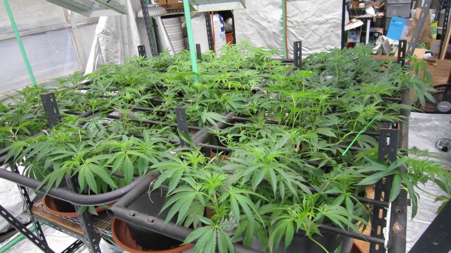 Runtz Mintz Cream by SnowShoe Joe. Week 12 - Facing Northwest