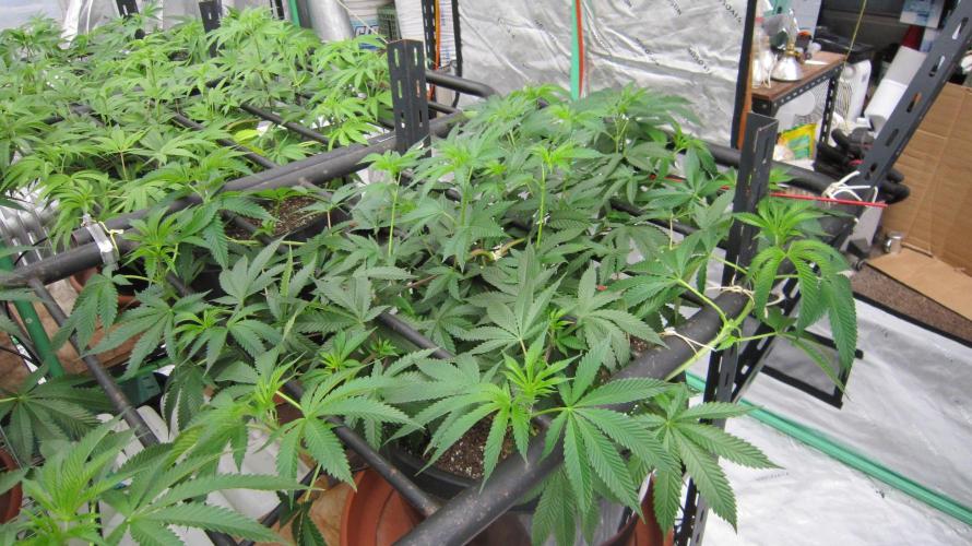 Runtz Mintz Cream by SnowShoe Joe. Week 12 - Plant #1