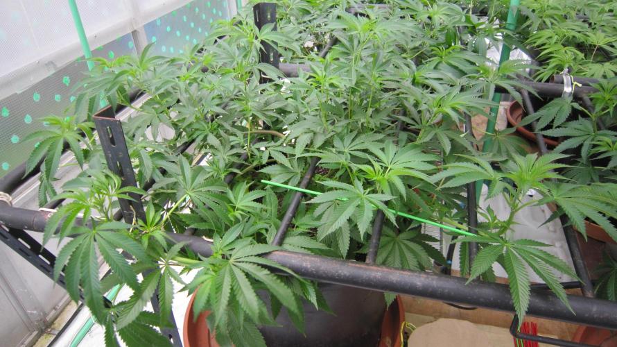 Runtz Mintz Cream by SnowShoe Joe. Week 12 - Plant #2