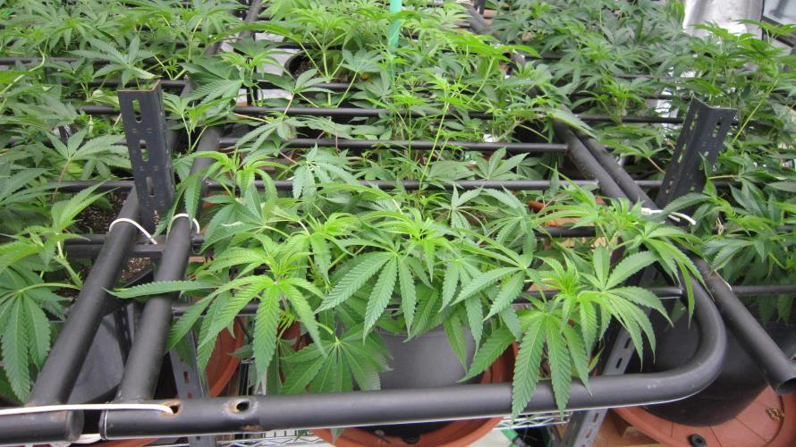 Runtz Mintz Cream by SnowShoe Joe. Week 12 - Plant #3