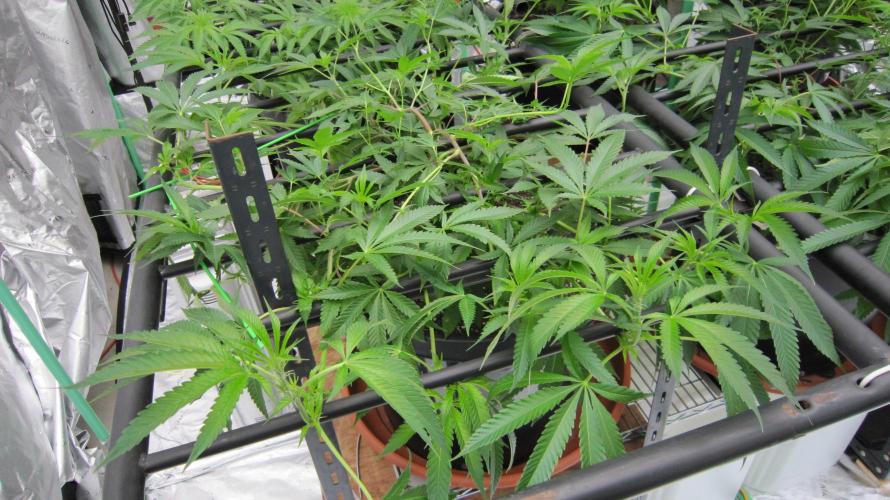 Runtz Mintz Cream by SnowShoe Joe. Week 12 - Plant #4