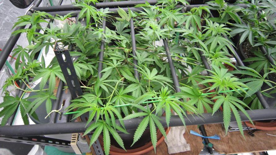 Runtz Mintz Cream by SnowShoe Joe. Week 12 - Plant #5