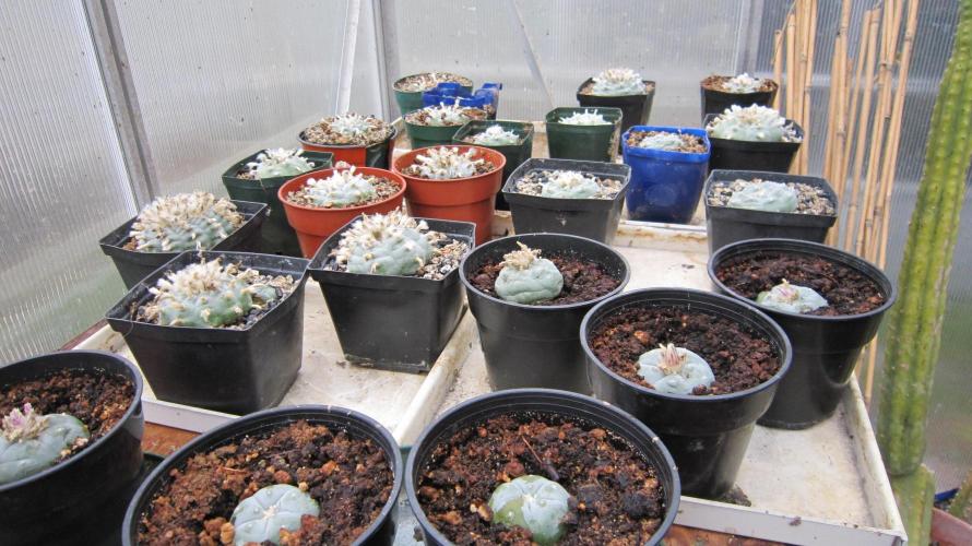 Runtz Mintz Cream by SnowShoe Joe. Week 12 - Watered them a couple of days ago. First watering of the year.