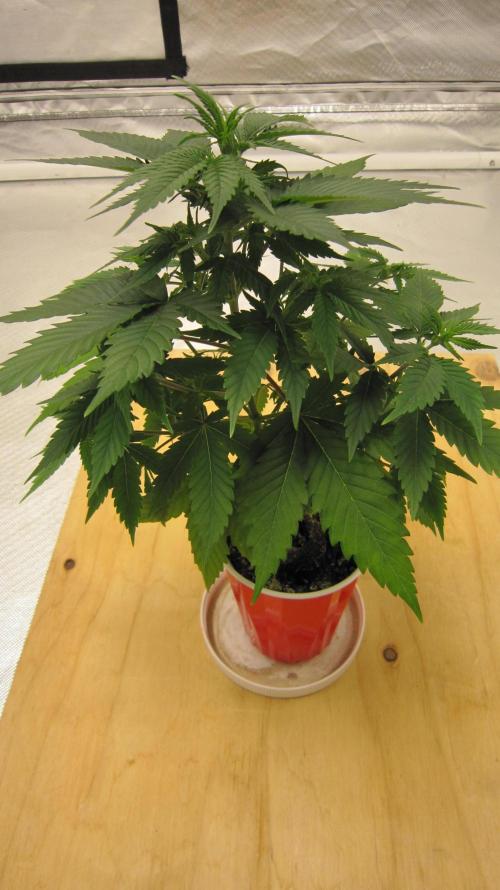 M.A.C.-Sensible Seeds-Premium Selection. Week 5 - M.A.C.   
