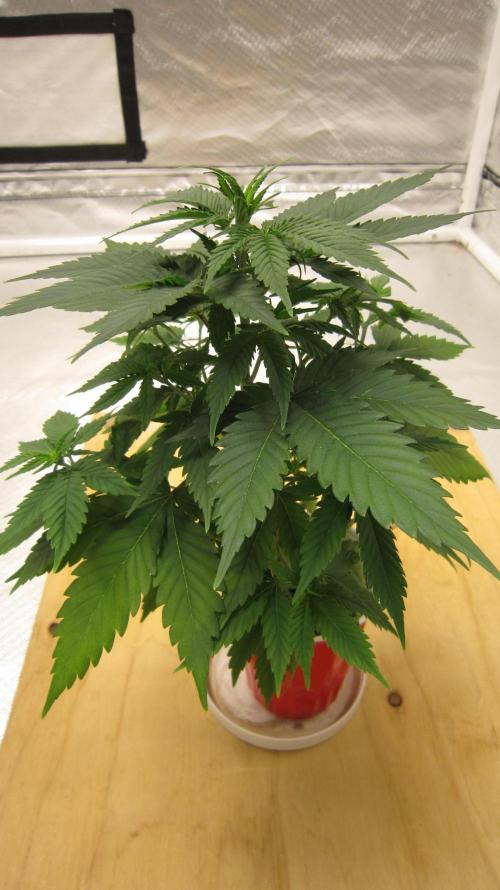 M.A.C.-Sensible Seeds-Premium Selection. Week 5 - 1/4 Turn