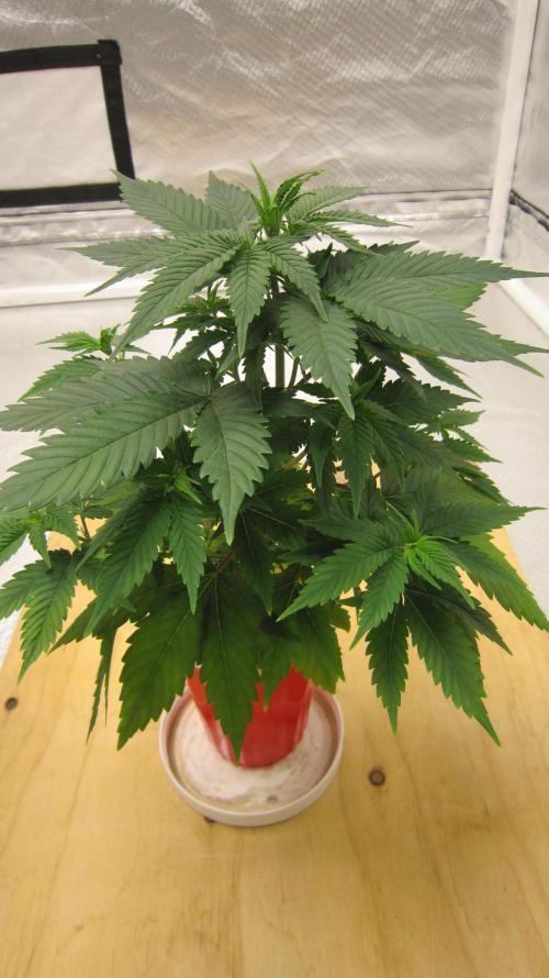 M.A.C.-Sensible Seeds-Premium Selection. Week 5 - 1/4 Turn