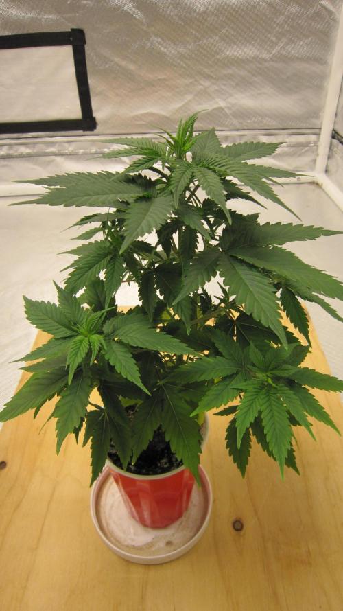 M.A.C.-Sensible Seeds-Premium Selection. Week 5 - 1/4 Turn