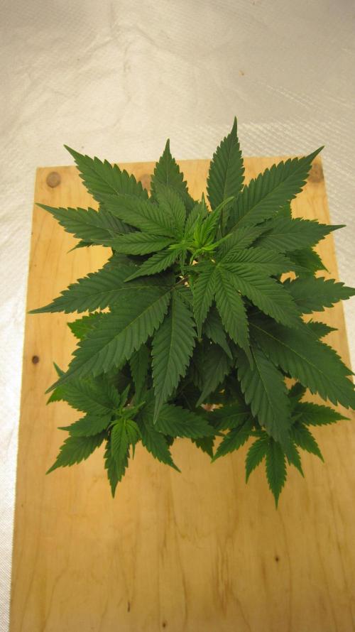 M.A.C.-Sensible Seeds-Premium Selection. Week 5 - Top View