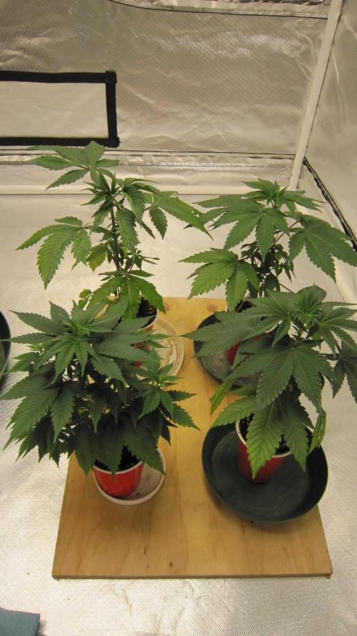 M.A.C.-Sensible Seeds-Premium Selection. Week 5 - M.A.C. is in the bottom left