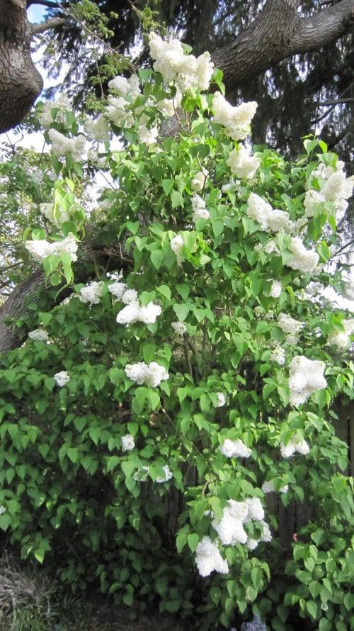 M.A.C.-Sensible Seeds-Premium Selection. Week 5 - White Lilac