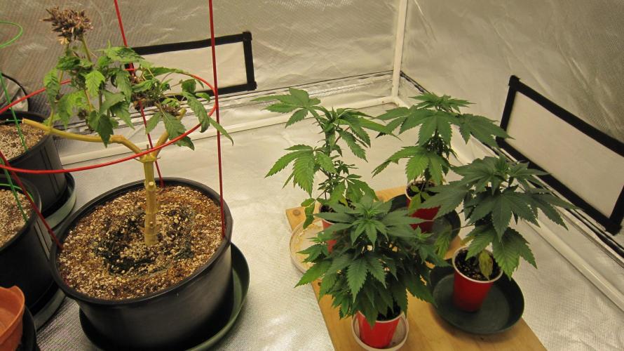 Gorilla Gelato - Ganja Seeds. Week 4 - In this tent - Reveging Hulk OG, 2 Gorilla Gelato, 1 M.A.C., 1 Banana Gold Rush