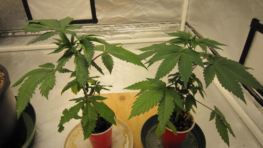 Gorilla Gelato - Ganja Seeds. Week 4 - 2 Gorilla Gelato.