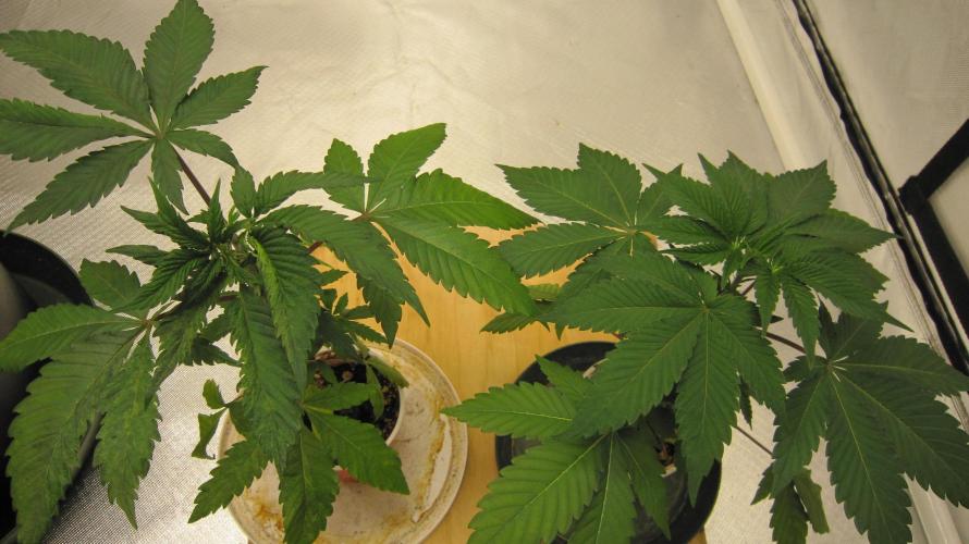 Gorilla Gelato - Ganja Seeds. Week 4 - Plant #1 and Plant #2