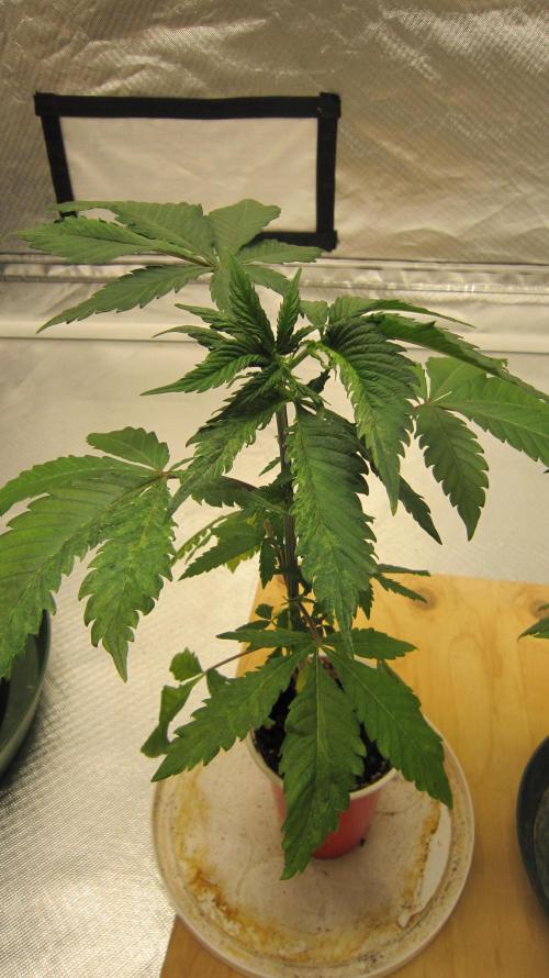 Gorilla Gelato - Ganja Seeds. Week 4 - Plant #1 - Is growing well, but it has some leaf mutation going on.