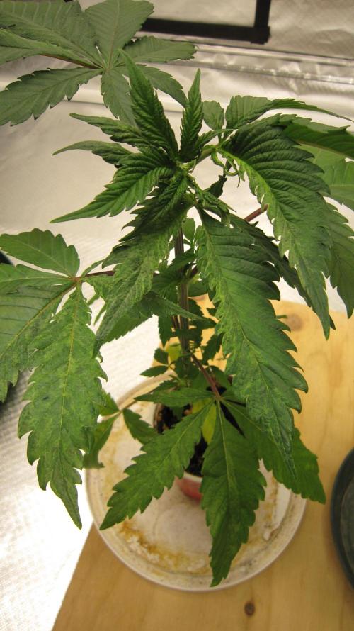 Gorilla Gelato - Ganja Seeds. Week 4 - Plant #1 - Hope it grows out of it.