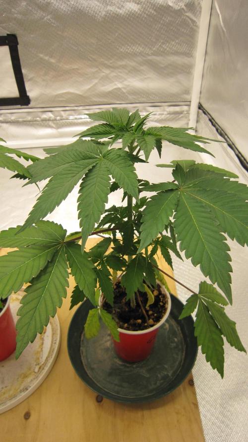 Gorilla Gelato - Ganja Seeds. Week 4 - Plant #2 - Good looking little seedling.