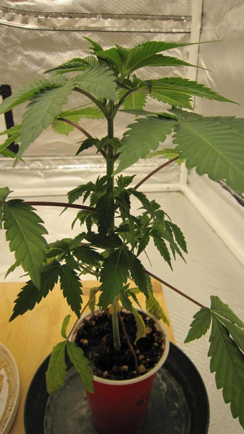 Gorilla Gelato - Ganja Seeds. Week 4 - Plant #2 - It's got the branches started