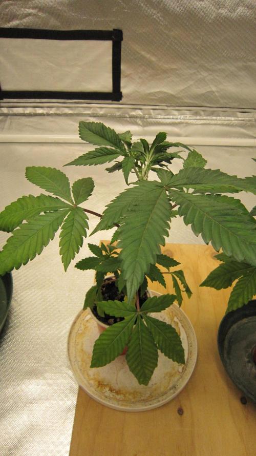 Gorilla Gelato - Ganja Seeds. Week 4 - Plant #1 - 1/2 Turn -  this side looks normal