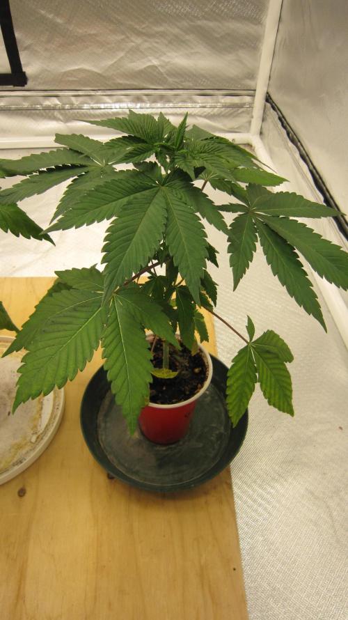Gorilla Gelato - Ganja Seeds. Week 4 - Plant #2