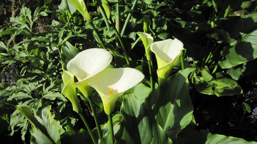 Banana 🍌 Gold Rush  🏆💰🌟. Week 4 - Calla Lily