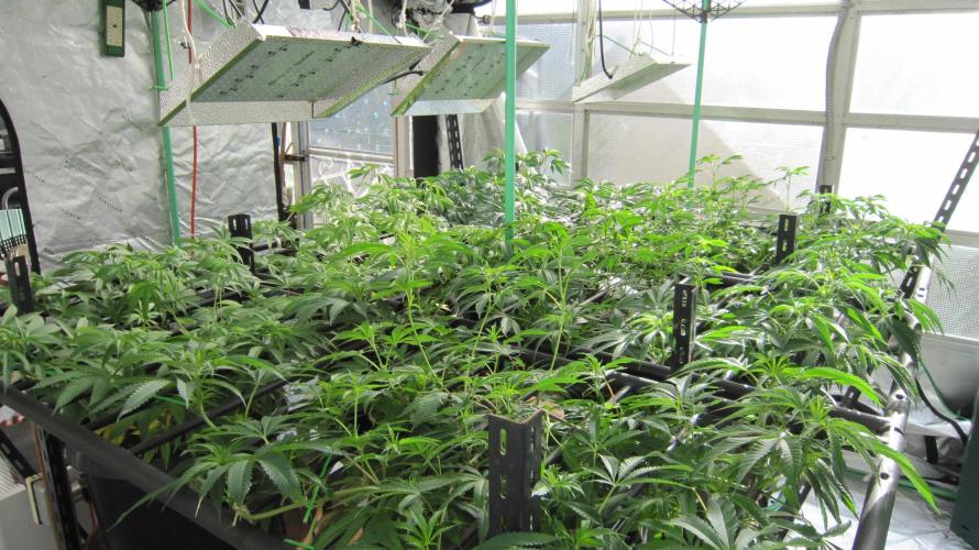 Runtz Mintz Cream by SnowShoe Joe. Week 13 - Facing Northeast