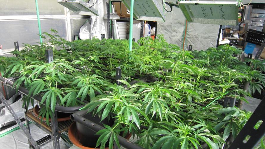 Runtz Mintz Cream by SnowShoe Joe. Week 13 - Facing Northwest