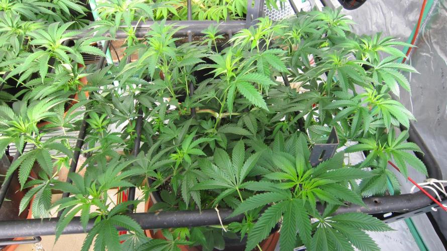 Runtz Mintz Cream by SnowShoe Joe. Week 13 - Plant #1