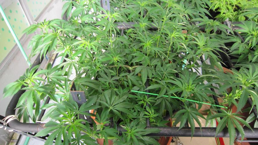 Runtz Mintz Cream by SnowShoe Joe. Week 13 - Plant #2