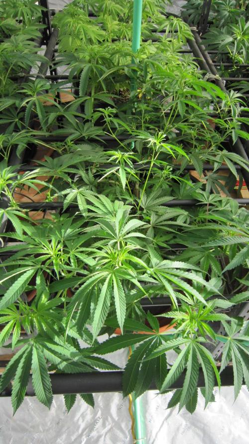 Runtz Mintz Cream by SnowShoe Joe. Week 13 - Plant #3