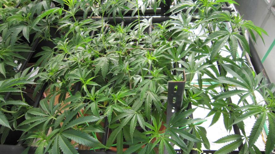 Runtz Mintz Cream by SnowShoe Joe. Week 13 - Plant #4