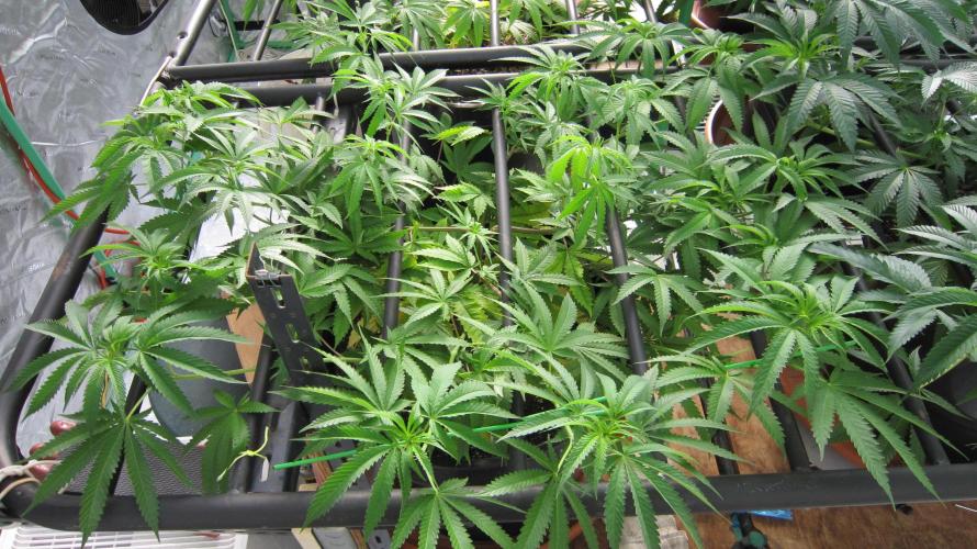 Runtz Mintz Cream by SnowShoe Joe. Week 13 - Plant #5