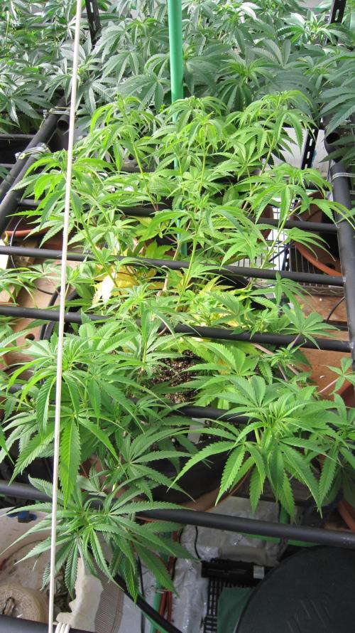 Runtz Mintz Cream by SnowShoe Joe. Week 13 - Plant #6 - Still a little concerned with the lighter color of this plant.
